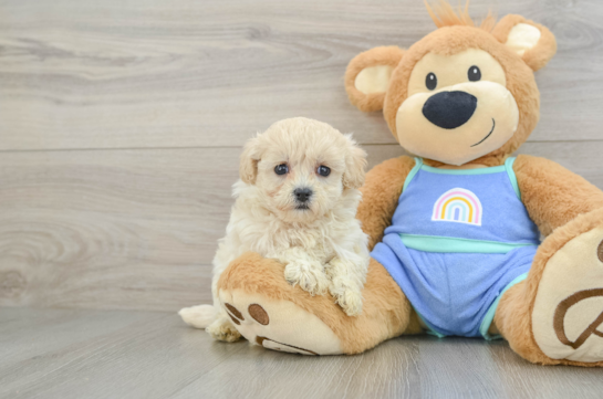 Maltipoo Puppy for Adoption