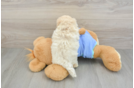 Maltipoo Puppy for Adoption