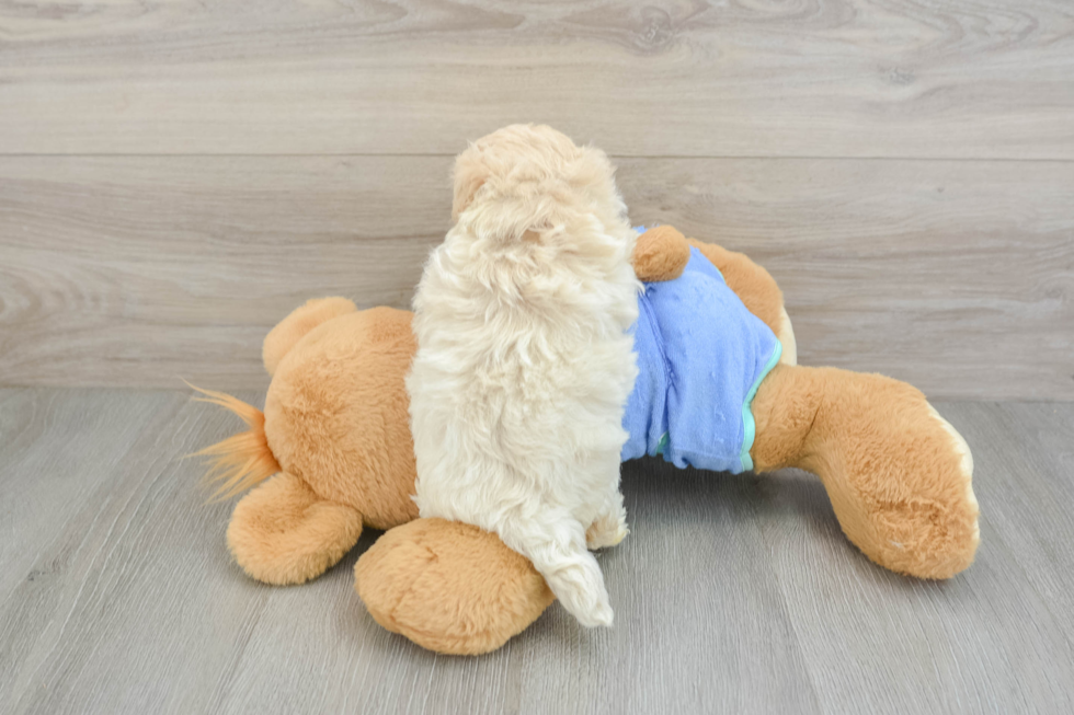 Maltipoo Puppy for Adoption