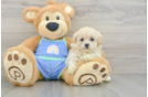 Playful Moodle Poodle Mix Puppy