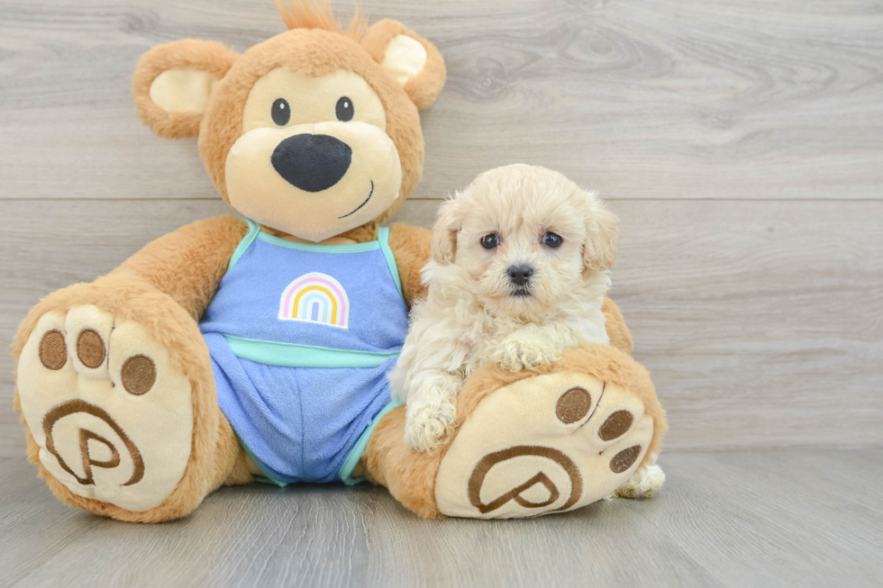 Playful Moodle Poodle Mix Puppy