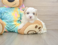 7 week old Maltipoo Puppy For Sale - Premier Pups