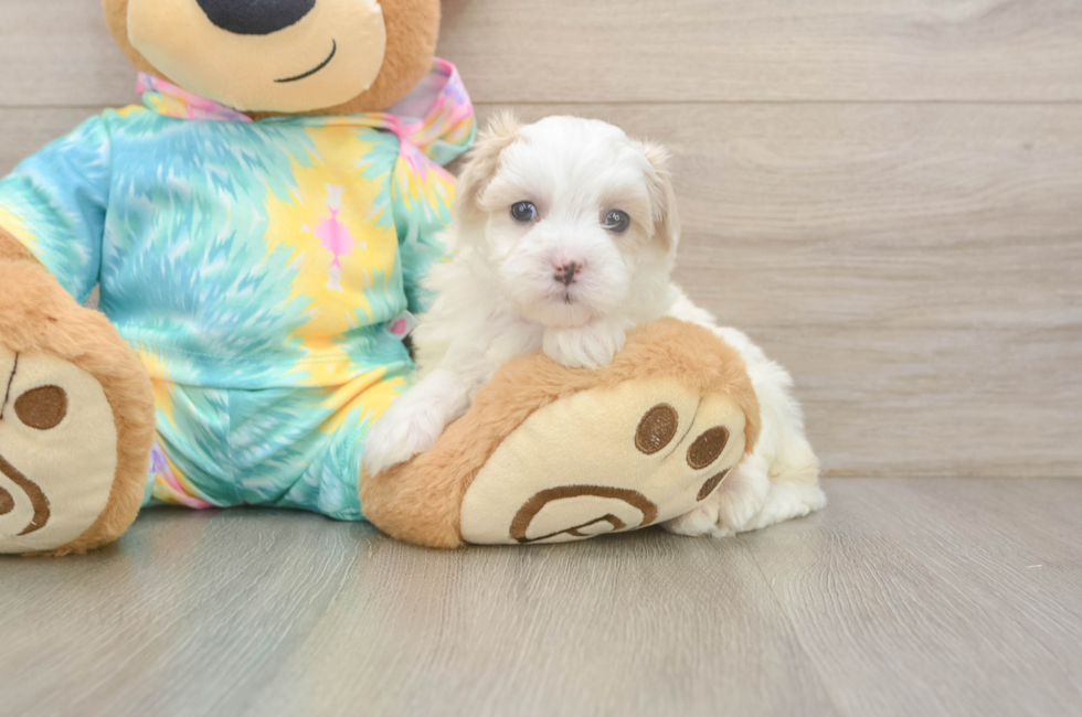 5 week old Maltipoo Puppy For Sale - Premier Pups