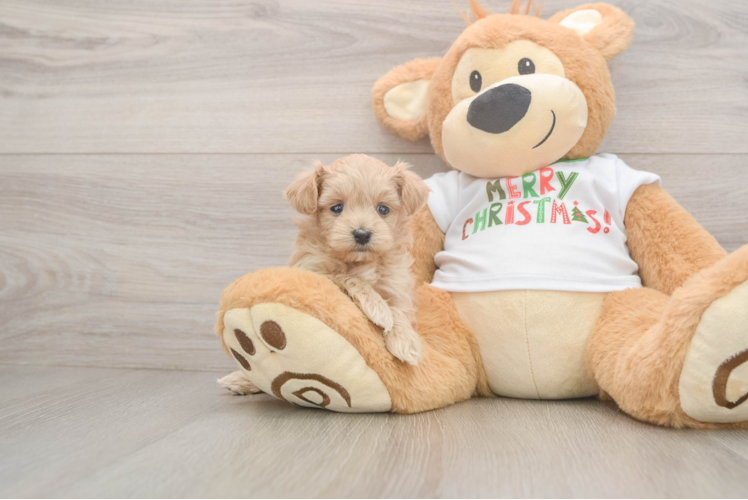 Maltipoo Pup Being Cute