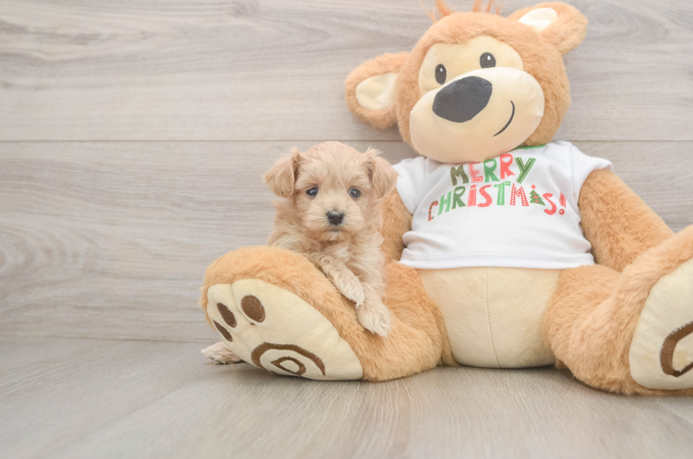 5 week old Maltipoo Puppy For Sale - Premier Pups