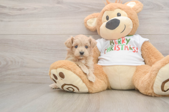 Maltipoo Pup Being Cute