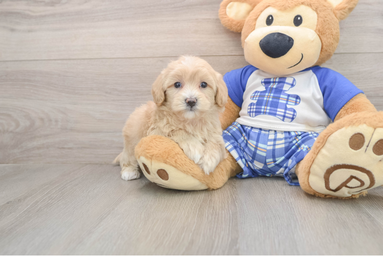 Maltipoo Pup Being Cute