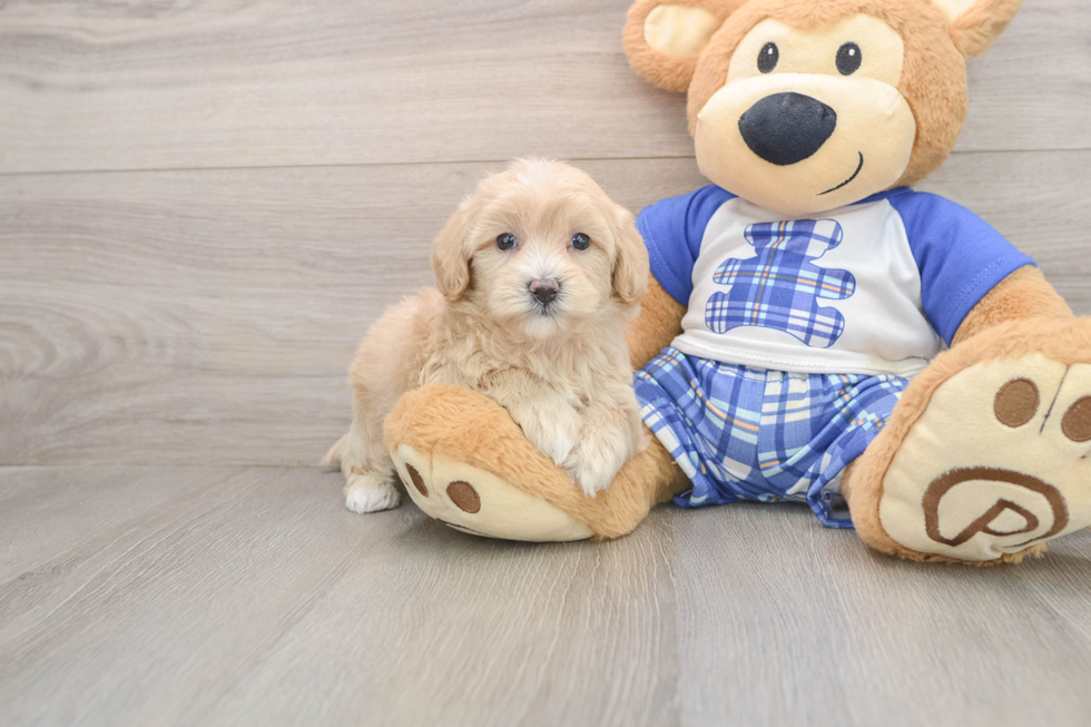 Maltipoo Pup Being Cute
