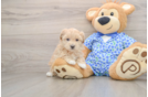 Petite Maltipoo Poodle Mix Pup
