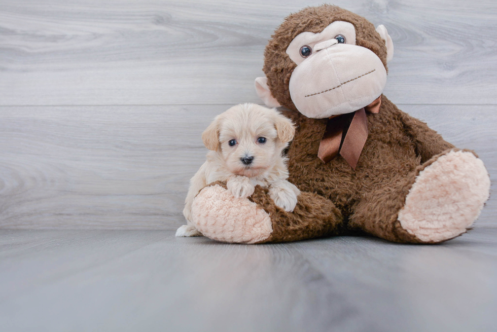 Best Maltipoo Baby