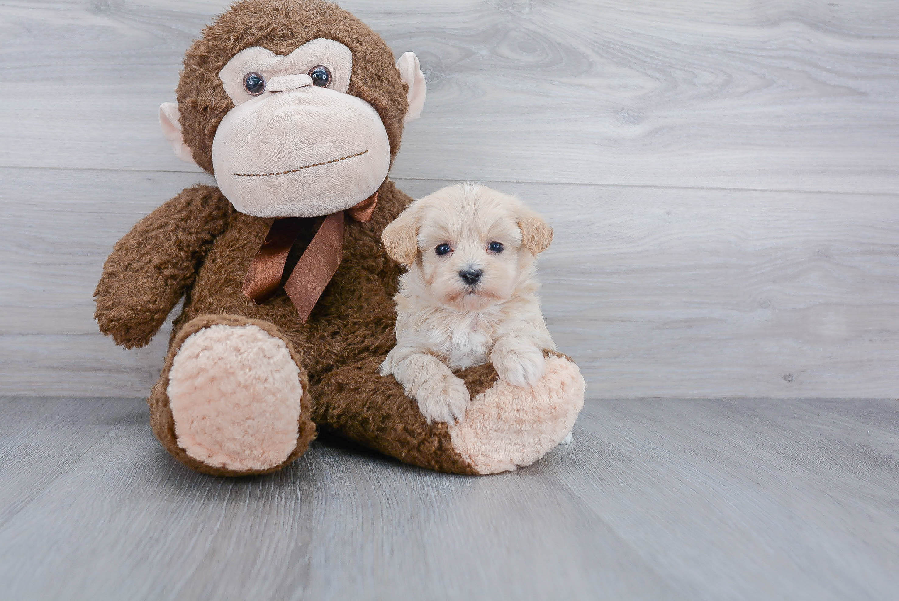 Happy Maltipoo Baby