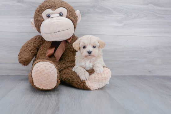 Happy Maltipoo Baby