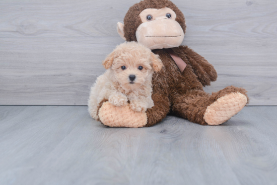 Maltipoo Pup Being Cute