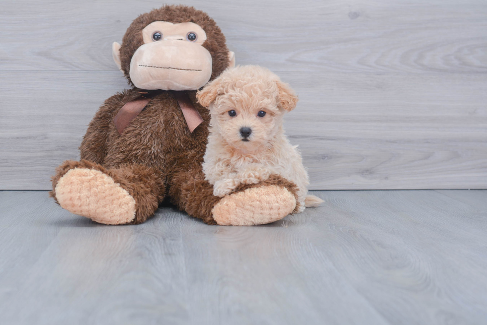 Little Maltepoo Poodle Mix Puppy