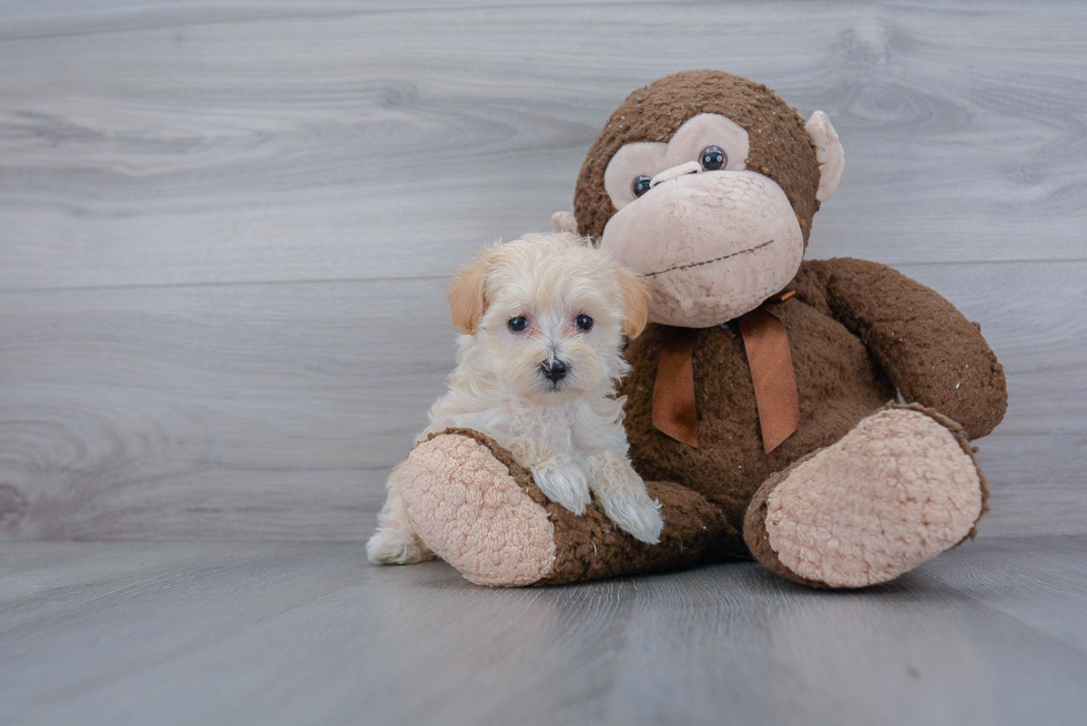 Adorable Maltepoo Poodle Mix Puppy