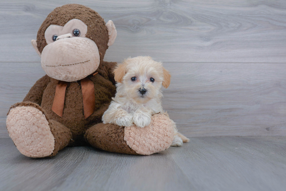 Petite Maltipoo Poodle Mix Pup