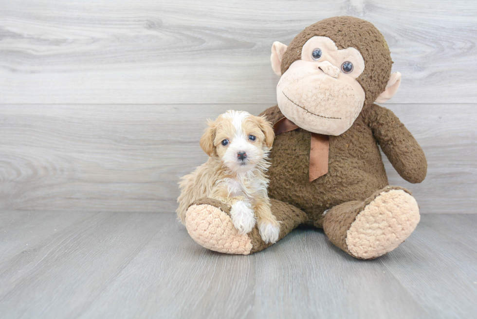 Friendly Maltipoo Baby