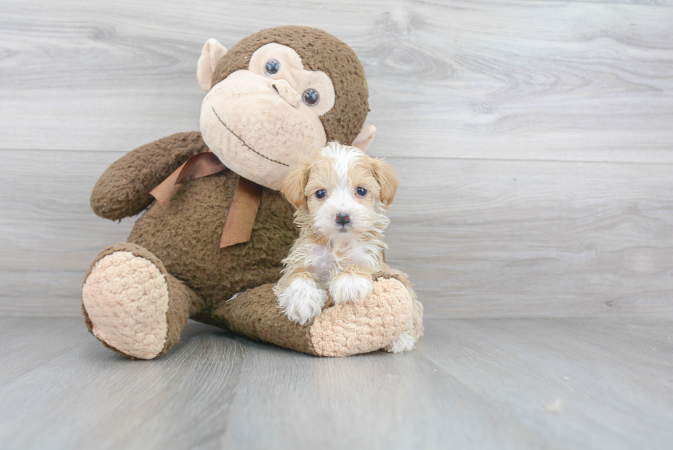 Best Maltipoo Baby