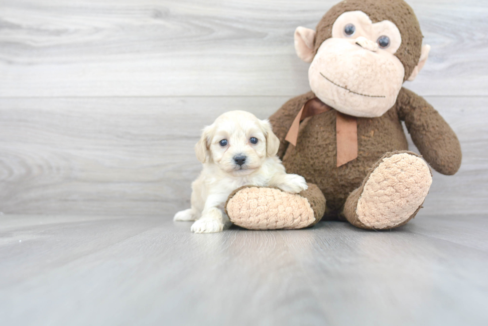 Maltipoo Pup Being Cute