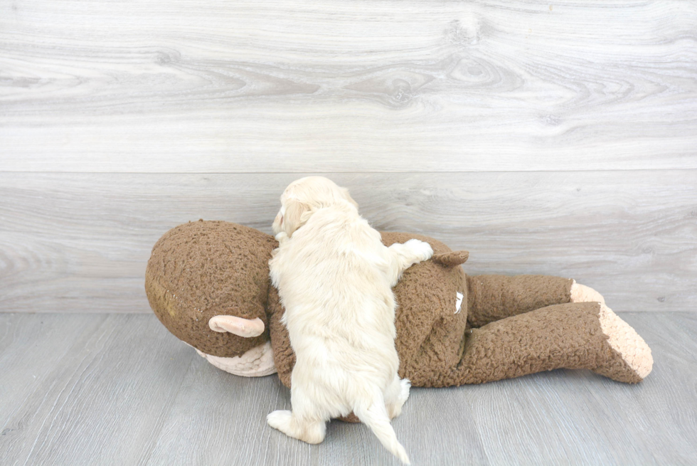 Maltipoo Pup Being Cute