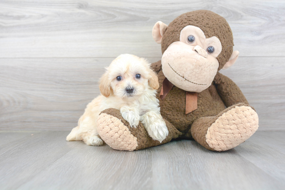 Maltipoo Puppy for Adoption