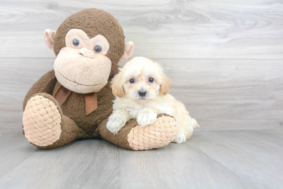 Maltipoo Pup Being Cute