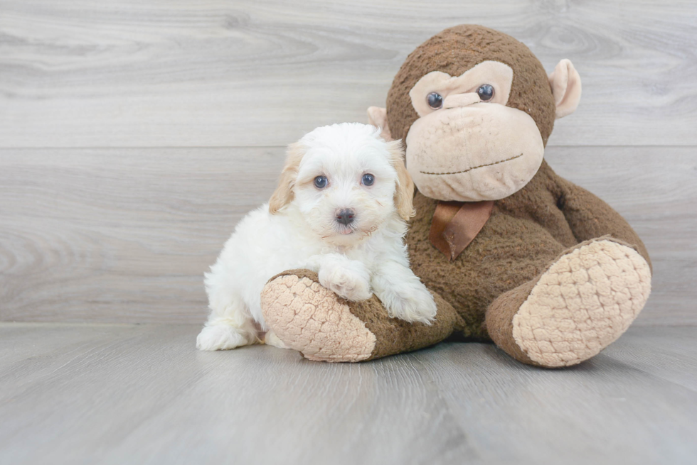 Funny Maltipoo Poodle Mix Pup