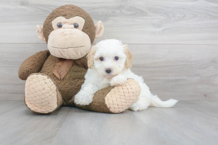 Maltipoo Puppy for Adoption