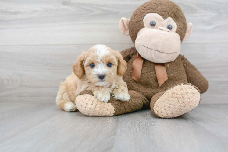 Sweet Maltipoo Baby