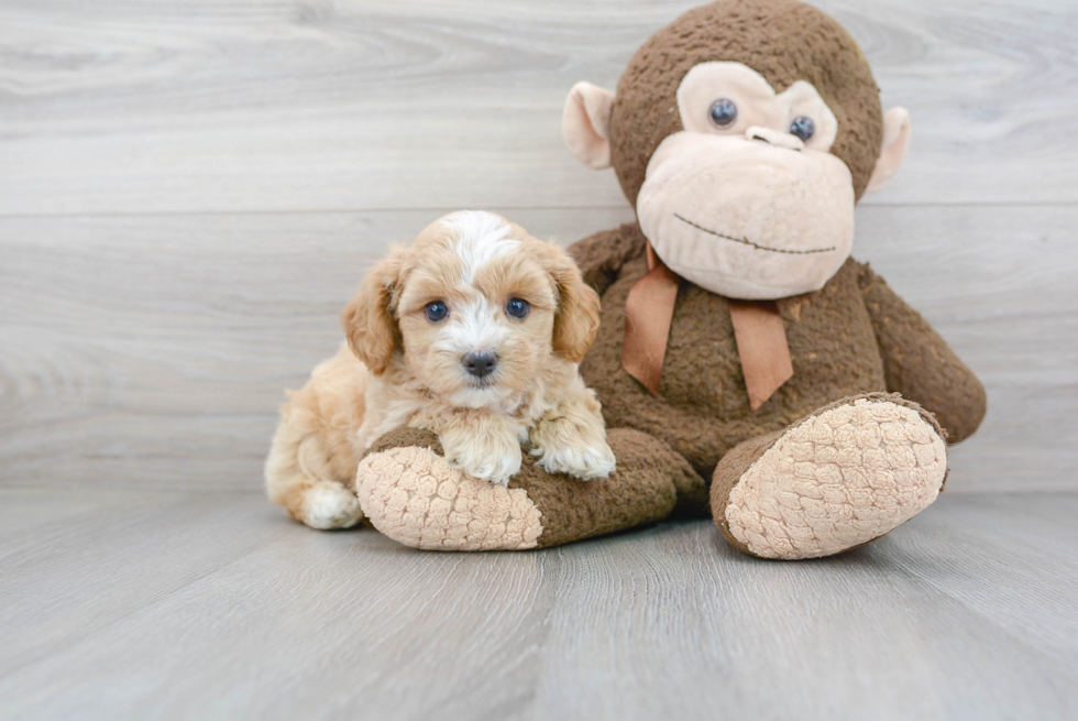 Sweet Maltipoo Baby