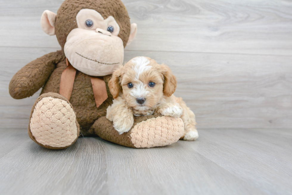 Best Maltipoo Baby