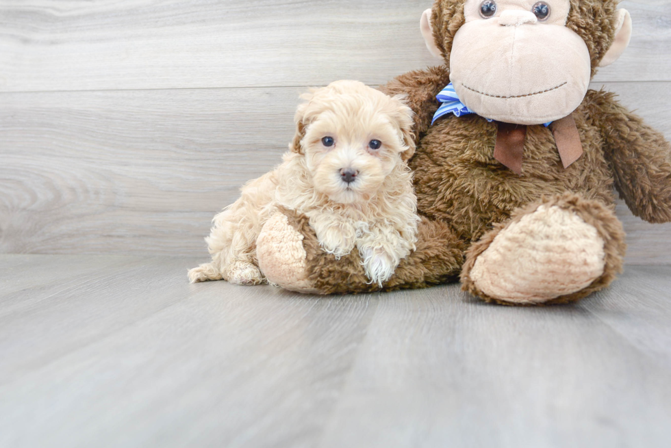 Adorable Maltepoo Poodle Mix Puppy