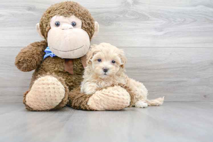 Best Maltipoo Baby