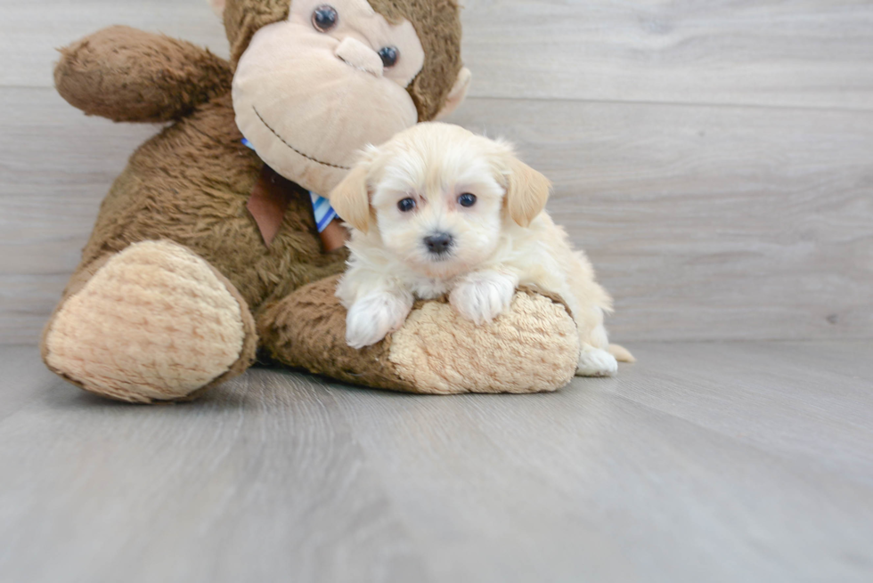 Cute Maltipoo Baby