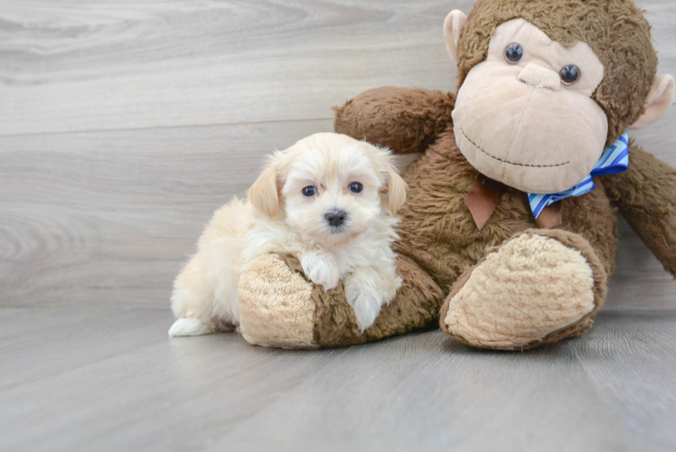 Cute Maltipoo Poodle Mix Pup