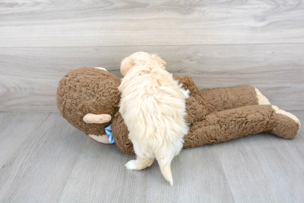 Maltipoo Puppy for Adoption