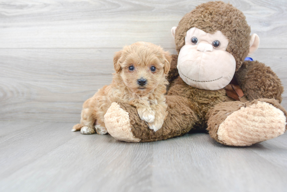 Best Maltipoo Baby