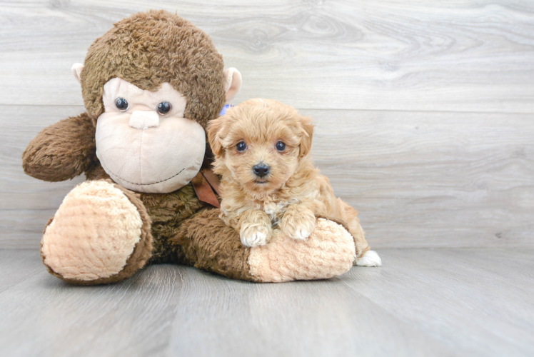 Cute Maltipoo Baby