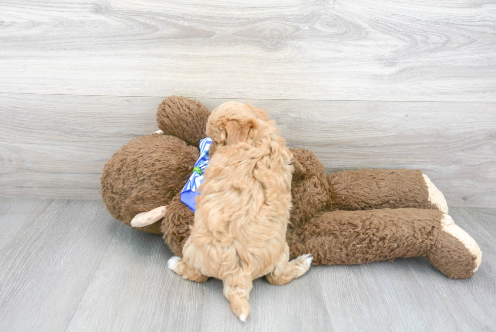 Cute Maltepoo Poodle Mix Puppy