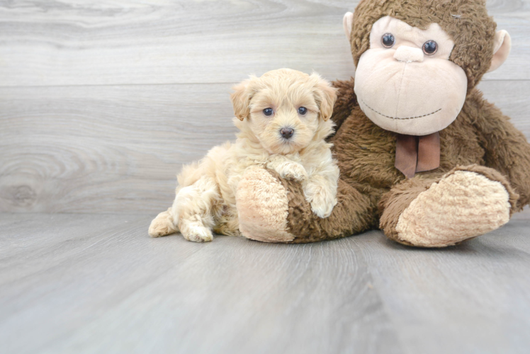 Hypoallergenic Maltepoo Poodle Mix Puppy