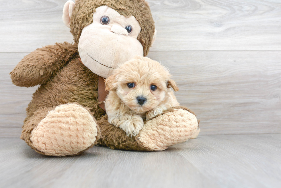 Maltipoo Pup Being Cute