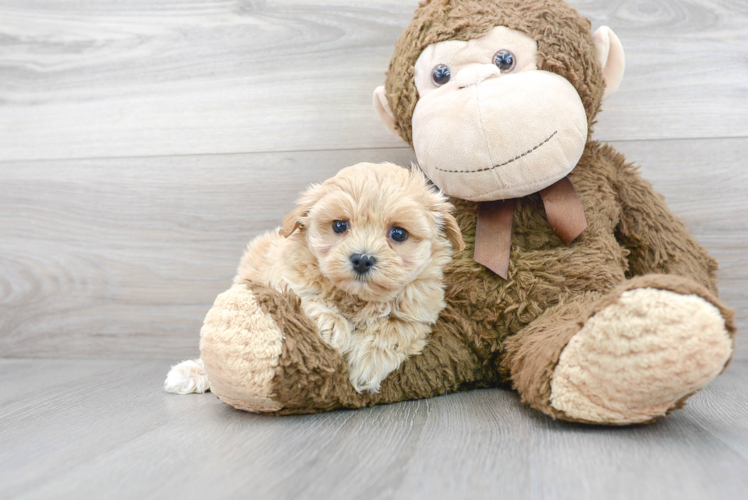 Maltipoo Pup Being Cute