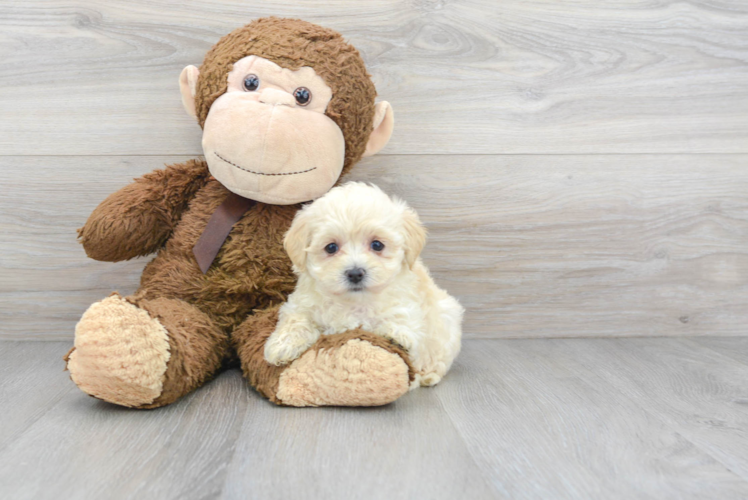 Best Maltipoo Baby