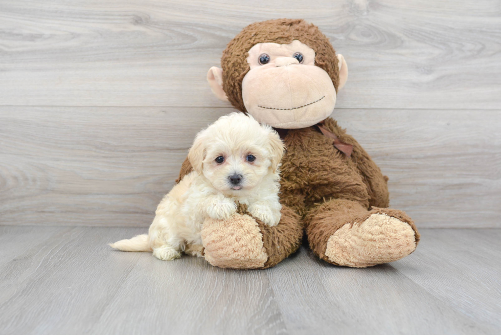 Maltipoo Puppy for Adoption