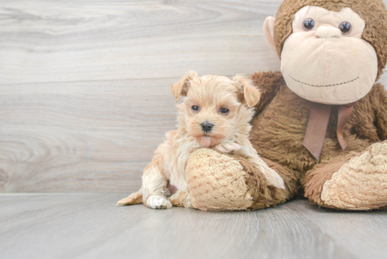 Cute Maltipoo Baby