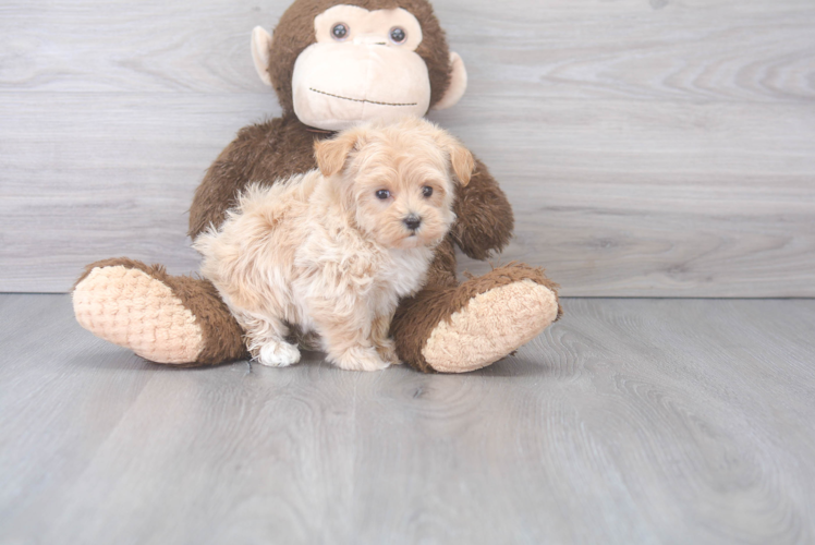 Maltipoo Pup Being Cute