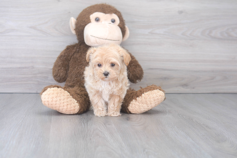 Best Maltipoo Baby