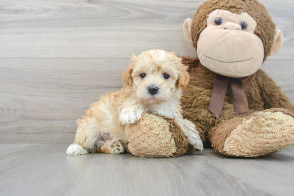 Friendly Maltipoo Baby