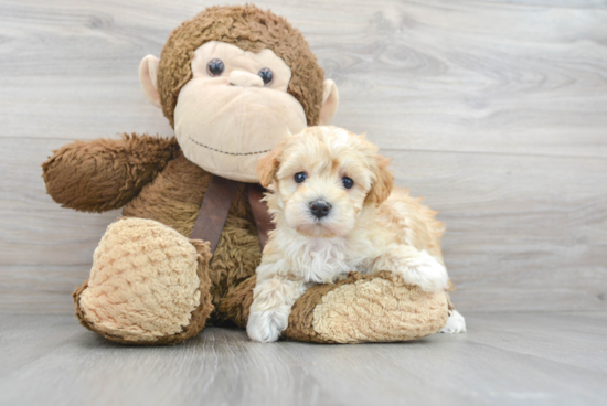 Maltipoo Pup Being Cute