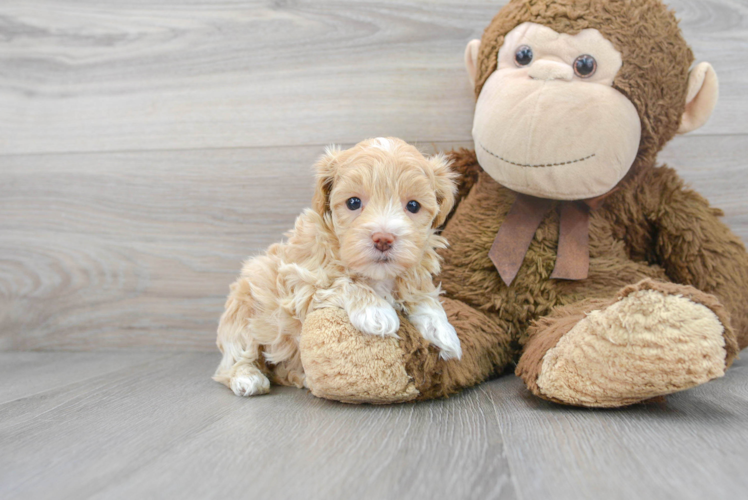 Best Maltipoo Baby